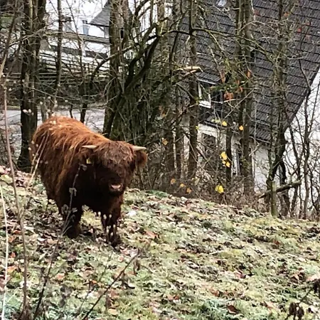 Koelbel Familienurlaub In Der Apartamento Schmallenberg