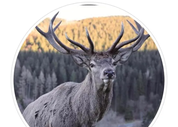 Kölbel Familienurlaub In Der Apartment Schmallenberg