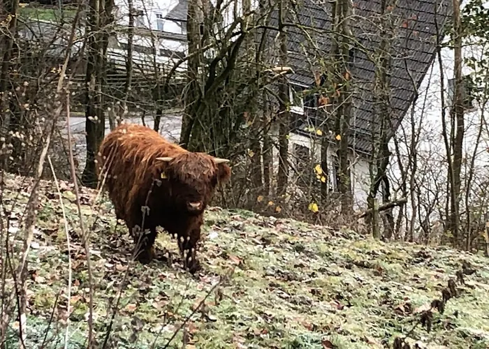 Koelbel Familienurlaub In Der Apartamento Schmallenberg